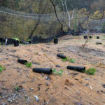 californias-10-dec-2016-tree-plantation-drive_2